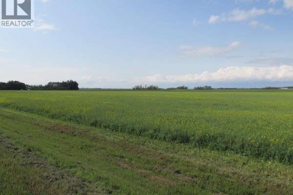 Wide view of yellow-flowered fields with distant trees and sky. - Land East Of Nipawin, Nipawin Rm No  487