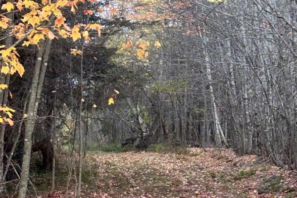 Land Highway 307 Wentworth Ns, Lower Wentworth, NS B0M1Z0 Photo 2