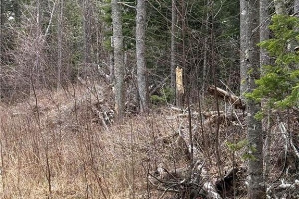 Land Route 515, Saint Paul, NB E4T3T5 Photo 4