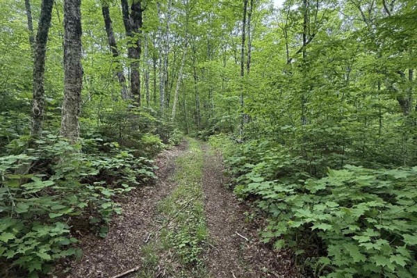 Lot (pid 20098885) Truro Road, New Annan, NS B0K1V0 Photo 2
