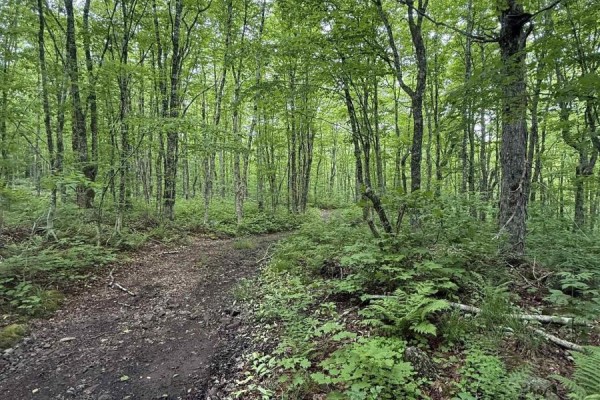 Lot (pid 20098885) Truro Road, New Annan, NS B0K1V0 Photo 4