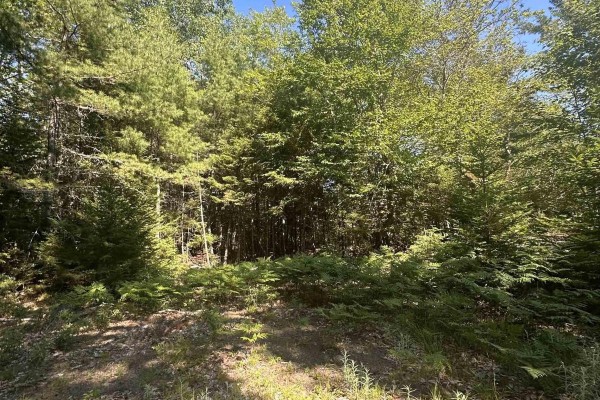 Lot (pid 70241864) Wellington Road, Buckfield, NS B0T1E0 Photo 2