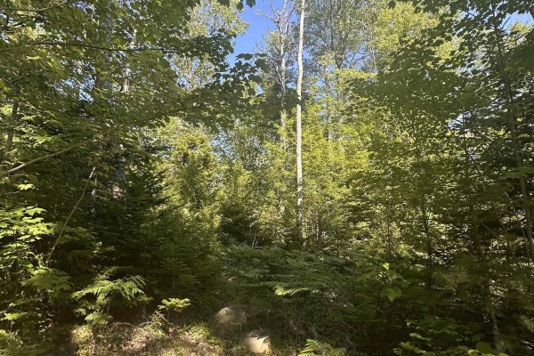 Lot (pid 70241864) Wellington Road, Buckfield, NS B0T1E0 Photo 4
