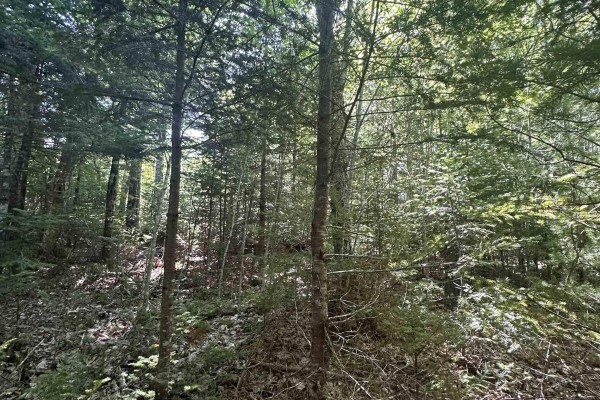 Lot (pid 70241864) Wellington Road, Buckfield, NS B0T1E0 Photo 5