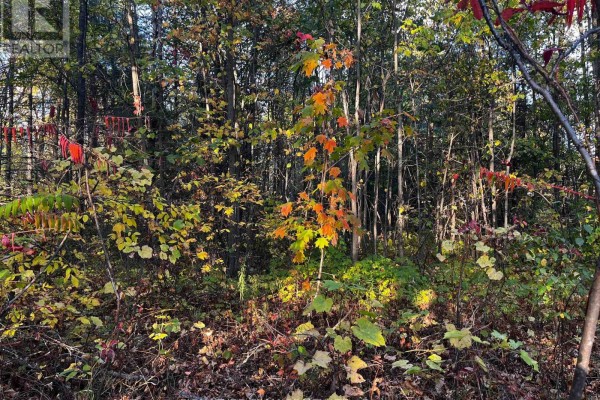 Dense forest area with vibrant fall leaves and sunlight filtering through trees - Lot 0 Bellamy Road, Mcnab/braeside