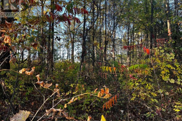 Close-up of autumn foliage with red and yellow leaves among trees - Lot 0 Bellamy Road, Mcnab/braeside