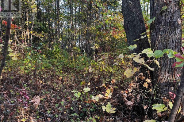 Underbrush in a wooded area with fallen leaves and varying plant life - Lot 0 Bellamy Road, Mcnab/braeside