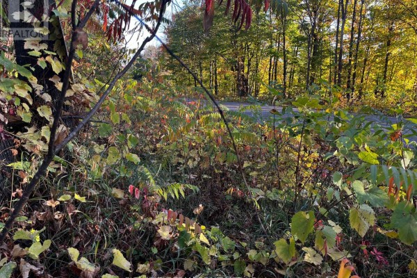 View of the road from a wooded area with lush green and colorful foliage - Lot 0 Bellamy Road, Mcnab/braeside