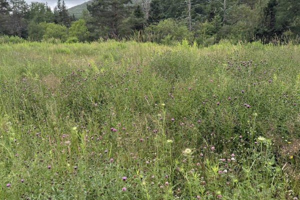 Lot 1 & 2 Whycocomagh Port Hood Rd. Soapstone Mine, Soapstone Mine, NS B0E3M0 Photo 4