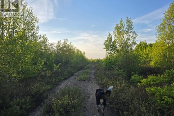A dog walks away from the camera down a dirt path through a natural wooded landscape. - Lot 1 Dingley Road, Head Of Millstream