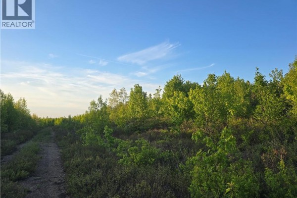 A dirt path runs through a field of young trees and brush on a sunny day with blue sky. - Lot 1 Dingley Road, Head Of Millstream
