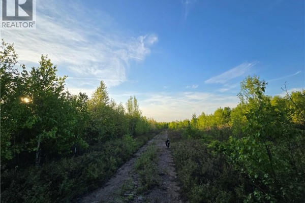 A dog walks down a long dirt path surrounded by dense green trees and vegetation under a clear blue sky. - Lot 1 Dingley Road, Head Of Millstream