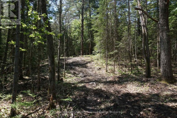 Cleared trail in wooded area with mixed vegetation and tree cover. - Lot 1 Fairy Falls Road Nw, Lake Of Bays