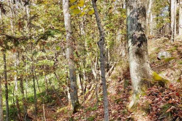 Lot 1 Woodland Park Drive, Frontenac, ON K0H1B0 Photo 4