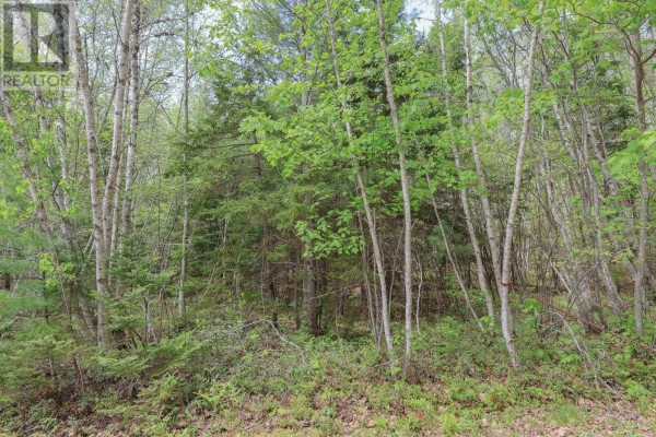 Dense green forest with birch and pine trees and a grassy floor. - Lot 102 Cleversey Ridge Park, Fauxburg