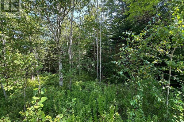 Dense forest area with various trees and underbrush, indicating natural landscape. - Lot 102 Crouses Settlement Road, Crouses Settlement