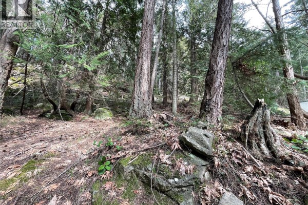 Dense evergreen forest with lush green undergrowth and tall trees in the sunlight. - Lot 130 Ling Cod Lane, Mudge Island