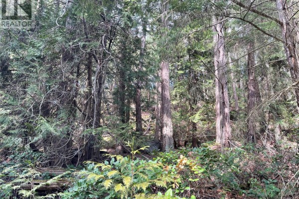 Sunlight filters through tall evergreen trees and dense green undergrowth in a forest. - Lot 130 Ling Cod Lane, Mudge Island