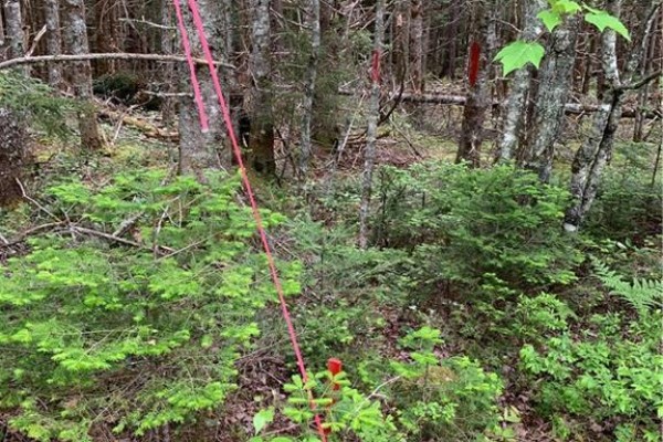 Pink flagging tape marks trees on the edge of the lot. - Lot 15-b Burchills Flats, St  Martins