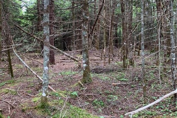 A dense forest floor is covered in pine needles and fallen branches. - Lot 15-b Burchills Flats, St  Martins