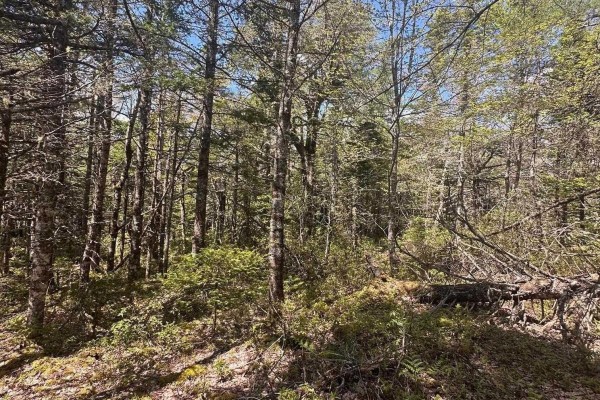 Lot 16 Somerset Drive, East Sable River, NS B0T1V0 Photo 4