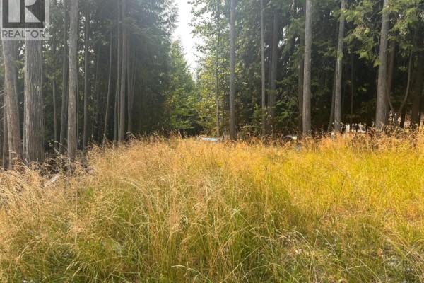 Tall grasses in a clearing, surrounded by a dense forest of tall coniferous trees. - Lot 170 Estate Close, Anglemont
