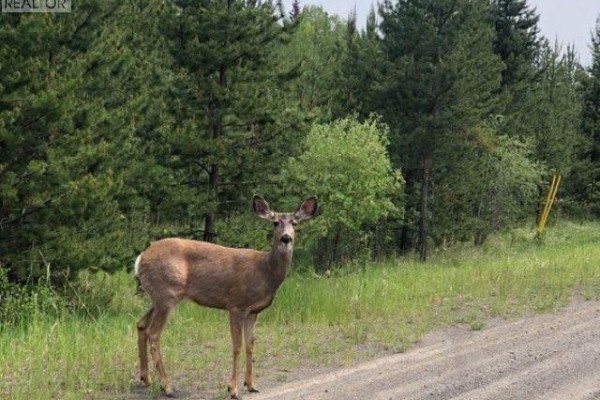 Lot 2 5916 Little Fort 24 Highway, Lone Butte, BC V0K1X1 Photo 2