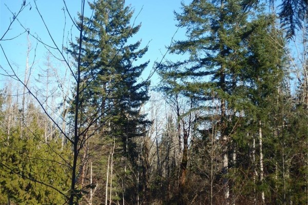 Lot 2 Artela Dr, Fanny Bay, BC V0R1W0 Photo 5