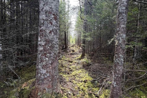 Lot 2 Conrod Beach Road E, Lower East Chezzetcook, NS B0J2L0 Photo 4