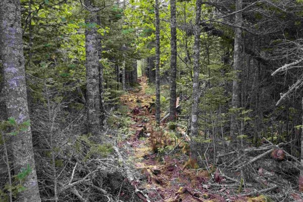Lot 2 Conrod Beach Road E, Lower East Chezzetcook, NS B0J2L0 Photo 5