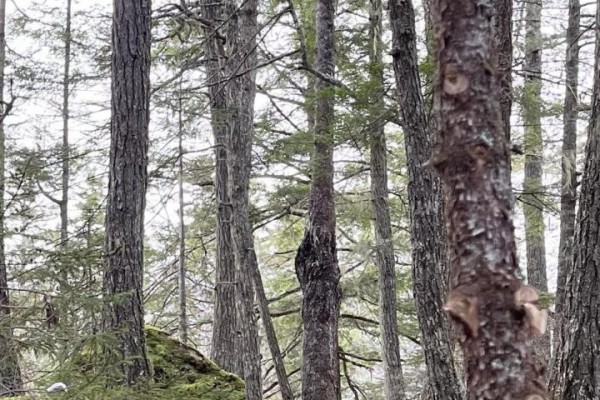Lot 2 Deer Point Road, Labelle, NS B0T1E0 Photo 4