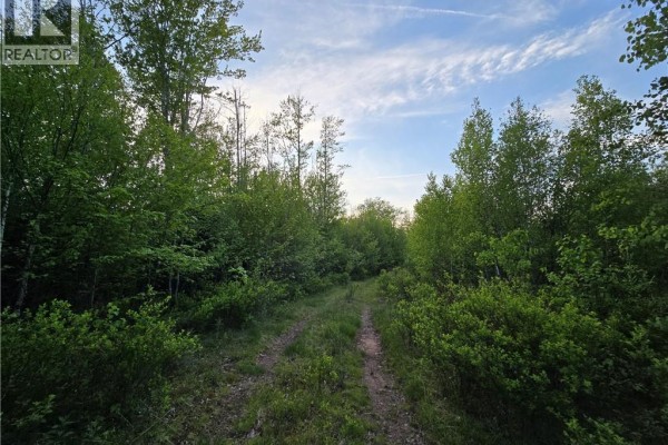 Dirt track through lush green trees and foliage with tall trees on the sides. - Lot 2 Dingley Road, Head Of Millstream