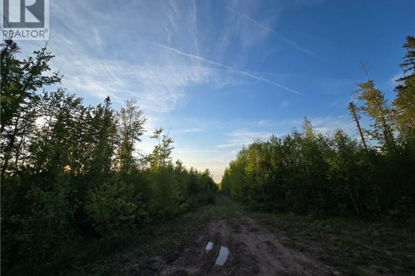 View down a dirt track bordered by dense green trees under a bright blue sky with light clouds. - Lot 2 Dingley Road, Head Of Millstream