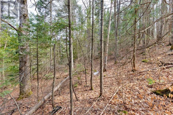 Lot 2 Foymount Road, Bonnechere Valley, ON K0J1W0 Photo 4