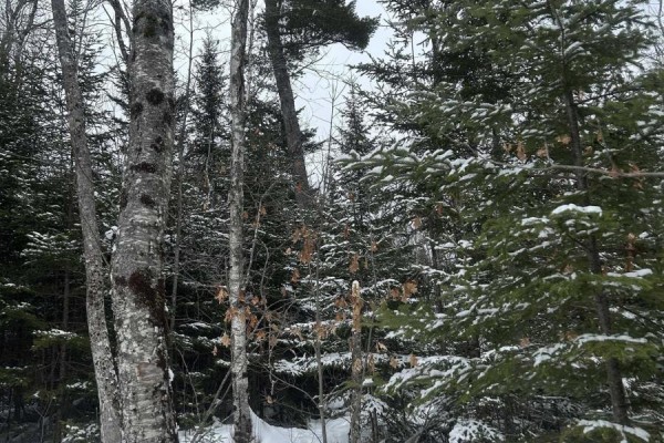 Lot 2 Highway 289, Middle Stewiacke, NS B0N1C0 Photo 5