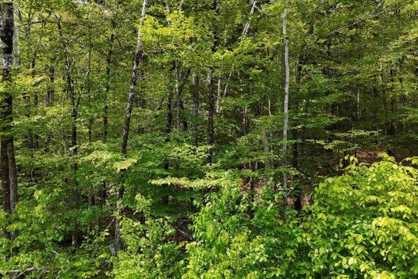 Lot 2 Nathan Croft Road, Camperdown Meadows, Camperdown, NS B4V6T9 Photo 5