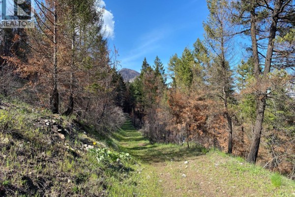 A landscape view of a forest with many burnt trees and new green growth on the ground. - Lot 2 Westside Road, Vernon