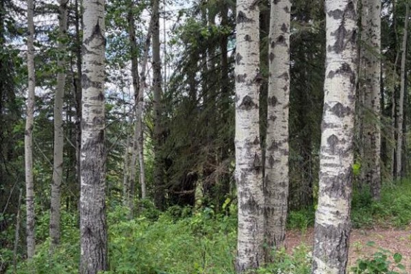 Lot 20 Block 1, Rural Grande Prairie No  1, County Of, AB T8W5K2 Photo 4