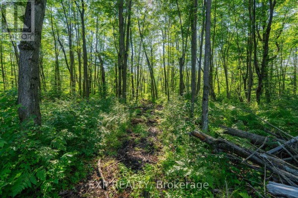 Lot 20 Concession 4 Road, Alfred And Plantagenet, ON K0B1L0 Photo 5
