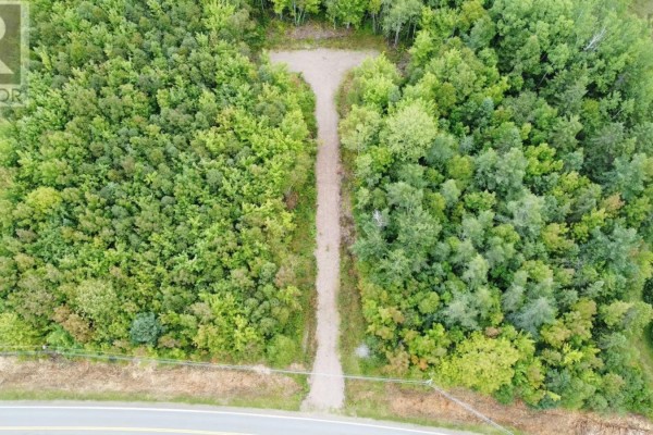 A gravel driveway curves through a forest of deciduous and evergreen trees under a cloudy sky. - Lot 2020-5 Highway 223, Little Narrows