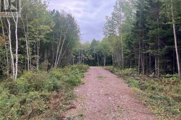 Clearing with gravel in a dense forest with birch and pine trees and green ferns. - Lot 2020-5 Highway 223, Little Narrows