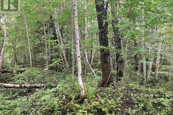 Dense forest with mixed trees including birch and evergreen, green undergrowth, and fallen logs. - Lot 2020-5 Highway 223, Little Narrows