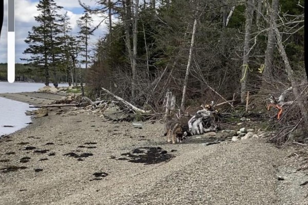 Lot 21-2 West Liscomb Point Road, West Liscomb, NS B0J2A0 Photo 2