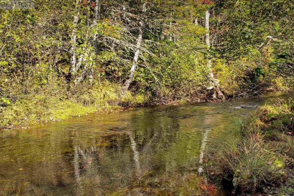 A clear stream flows through a wooded area with lush green grass and trees. - Lot 22-1 Stewiacke Road, South Branch