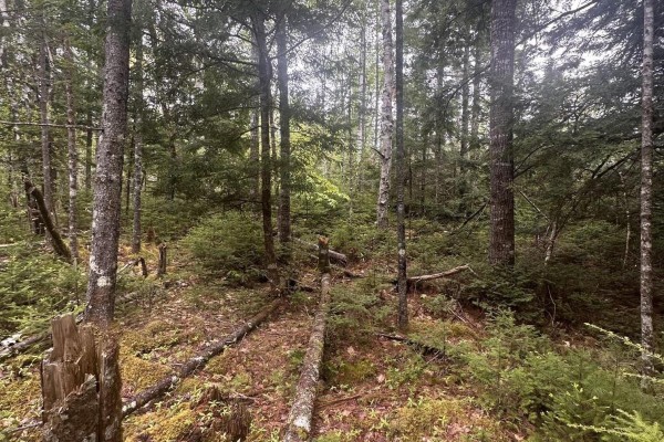 Dense forest with mature trees, pine saplings, and fallen logs on the forest floor. - Lot 22 Moose Pit Road, Westfield