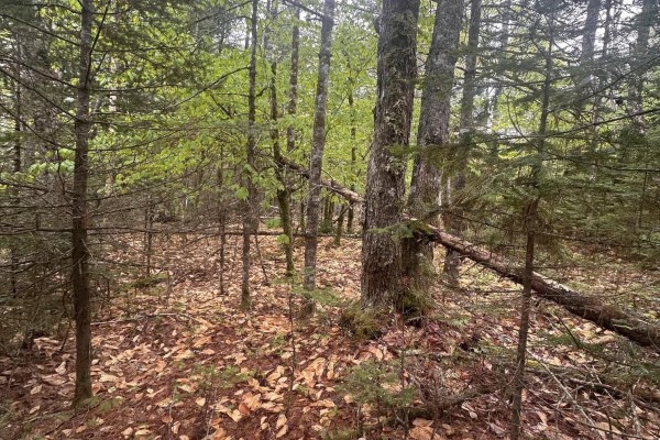 View into a deciduous and coniferous forest with a carpet of brown leaves. - Lot 22 Moose Pit Road, Westfield