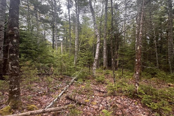 Wooded landscape showing a mix of deciduous trees and evergreens with scattered logs. - Lot 22 Moose Pit Road, Westfield