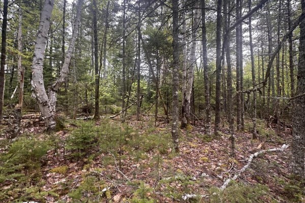Clearing in the forest with scattered birch and pine trees and young evergreen growth. - Lot 22 Moose Pit Road, Westfield