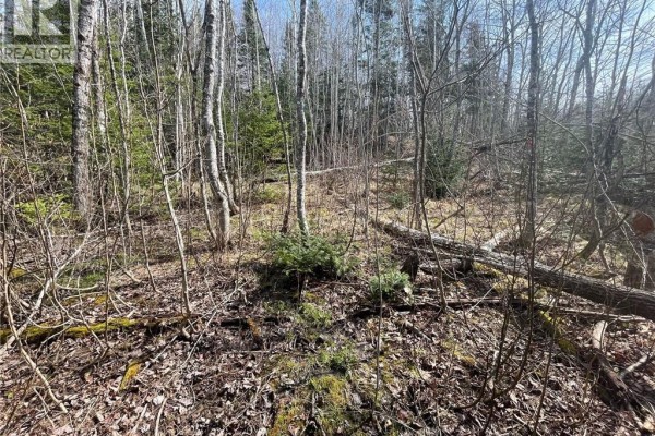 Wooded area with fallen logs and young evergreen saplings on the ground. - Lot 23-1 And Lot 23-2 Alden Warmen Road, Bass River