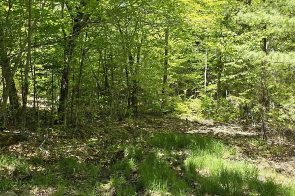 Lot 24-1 East Clifford Road, East Clifford, NS B4V7R8 Photo 2